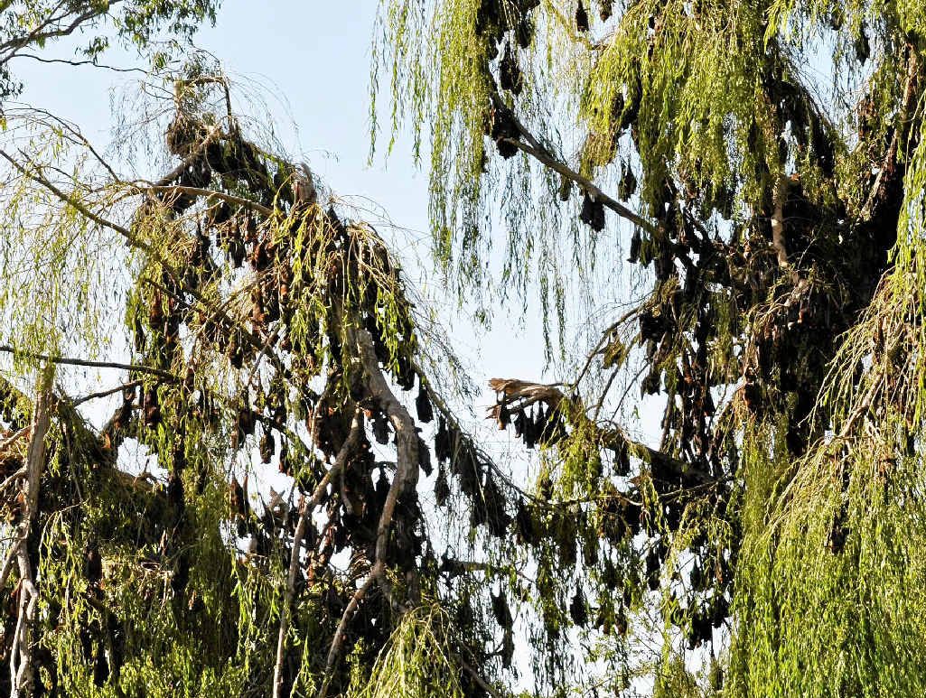 Trees along the Condamine River have been feeling the weight as thousands of flying foxes take up residence close to homes.